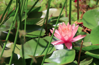 Картинка цветы лилии водяные нимфеи кувшинки нимфея