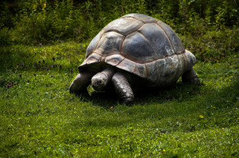 Картинка животные Черепахи панцирь