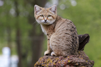 Картинка животные дикие кошки песчаный кот