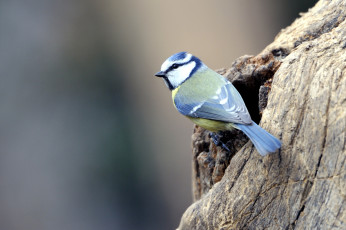 Картинка животные синицы лазоревки птичка