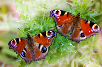 Картинка животные бабочки павлиний глаз