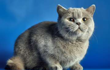 Картинка животные коты кошак