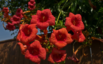 Картинка цветы кампсис текома лепестки