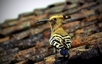 Картинка животные удоды дятел