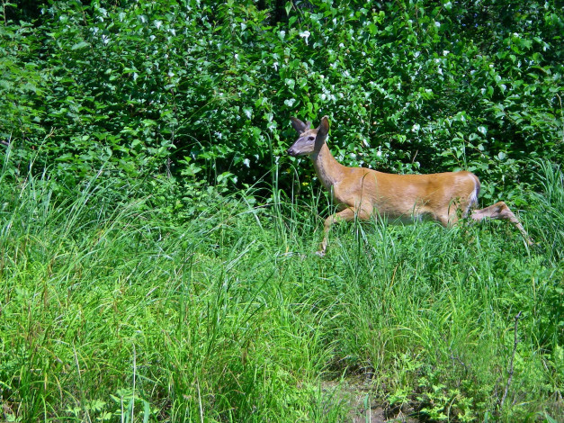 Обои картинки фото животные, олени, трава, лес, олень