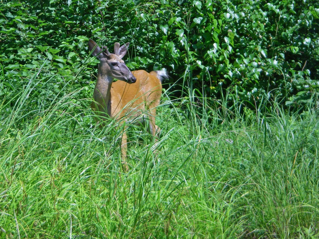 Обои картинки фото животные, олени, трава, лес, олень