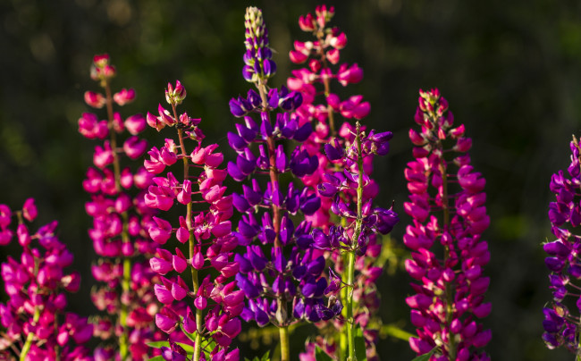 Обои картинки фото цветы, люпин, малиновый