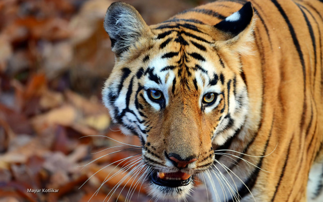 Обои картинки фото животные, тигры, тигр