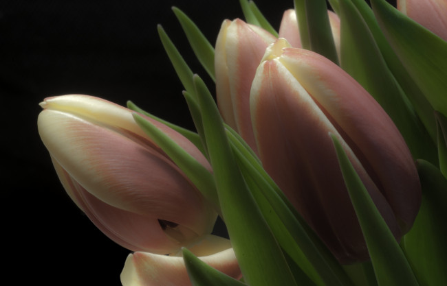 Обои картинки фото цветы, тюльпаны, бутоны