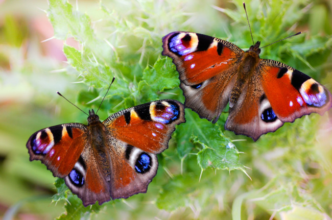 Обои картинки фото животные, бабочки, павлиний, глаз
