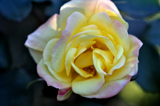 Обои картинки фото цветы, розы, роза