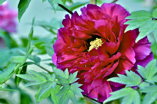 Обои картинки фото цветы, пионы, пышный