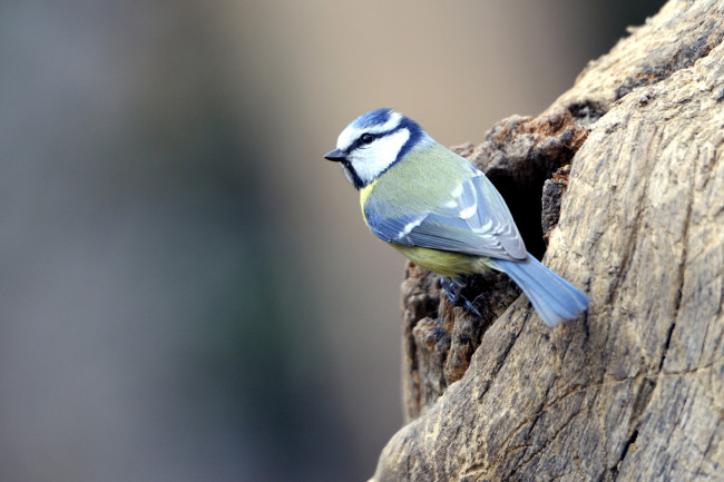 Обои картинки фото животные, синицы, лазоревки, птичка