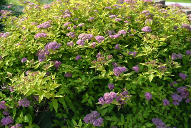 Обои картинки фото цветы, цветущие, деревья, кустарники, куст, спирея