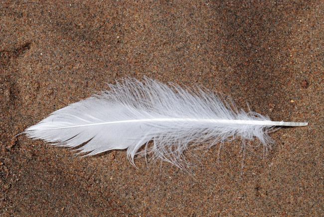 Обои картинки фото разное, перья, перо