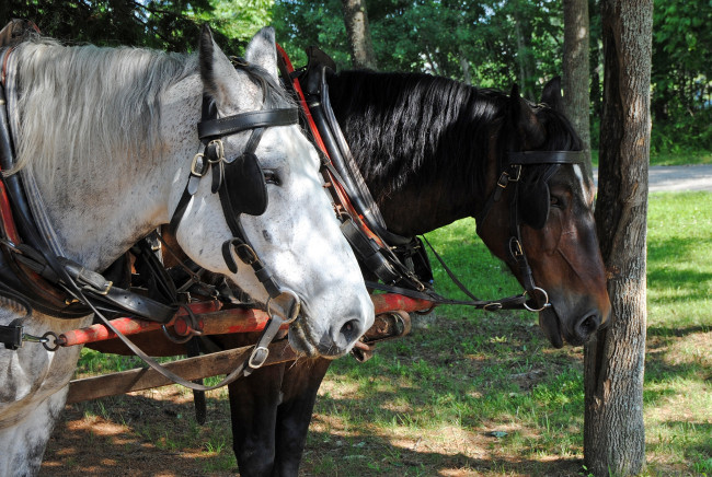 Обои картинки фото животные, лошади