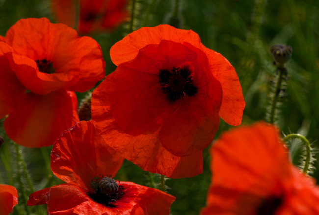 Обои картинки фото цветы, маки, красный