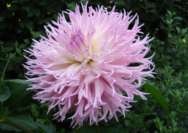 Обои картинки фото цветы, георгины, круглый, розовый