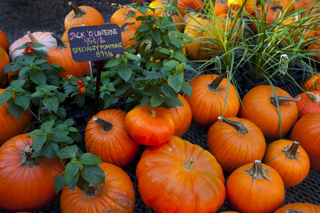 Обои картинки фото еда, тыква, урожай