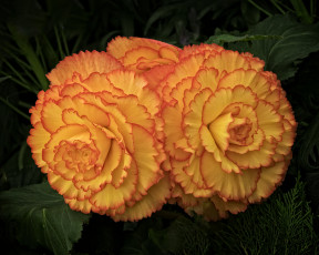 обоя цветы, бегония, цветение, бутоны, оранжевые