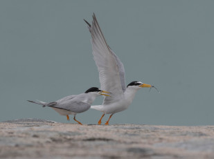 Картинка животные птицы птица окрас перья