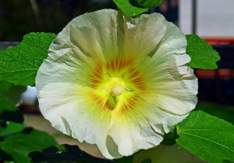 Картинка цветы мальвы цветок растение природа мальва лето