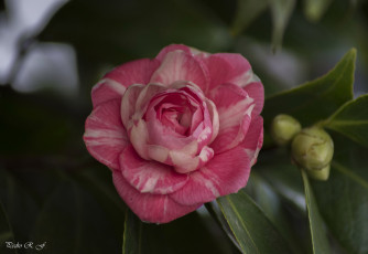Картинка цветы камелии flowering bud shrubs листья бутон цветение кустарник camellia leaf камелия