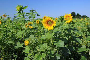 Картинка цветы подсолнухи лепестки цветок лето подсолнух цветение листья