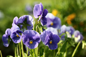 Картинка цветы анютины+глазки+ садовые+фиалки дача фиалки сад виола анютины глазки лето июнь