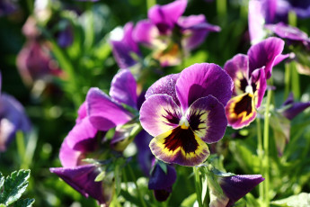 Картинка цветы анютины+глазки+ садовые+фиалки роса лето июнь виола анютины глазки утро фиалки