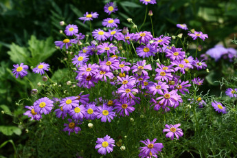 Картинка цветы брахикома красота сад флора дача июль цветение лето