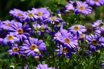 Картинка цветы брахикома лето июль жара дача дальний восток брихикома