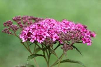 Картинка цветы цветущие+деревья+ +кустарники дача декоративные кустарники лето цветущие флора спирея сад июль природа