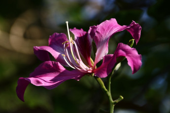 Картинка цветы цветущие кустарники вьетнам