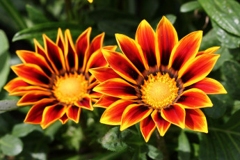 Картинка цветы газания сад лето июль дача гацания