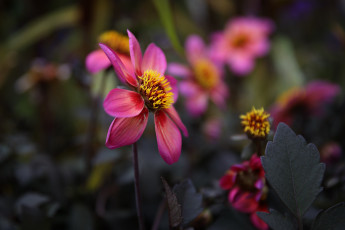 Картинка цветы георгины бутоны красиво лето