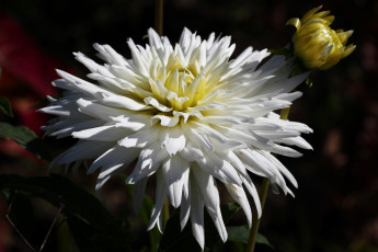 Картинка цветы георгины красота дача август флора лето сад