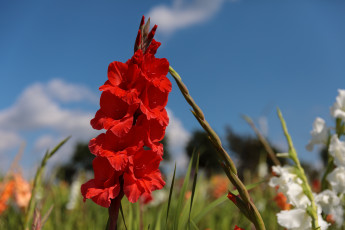 Картинка цветы гладиолусы лето красиво пейзаж облака
