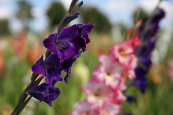 Картинка цветы гладиолусы облака пейзаж красиво лето