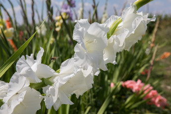 Картинка цветы гладиолусы пейзаж облака лето красиво