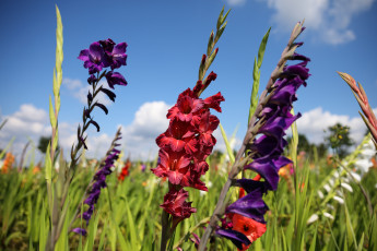 Картинка цветы гладиолусы пейзаж облака лето красиво