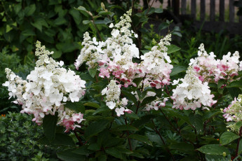 Картинка цветы гортензия цветущие кустарники сад лето дождь дача август