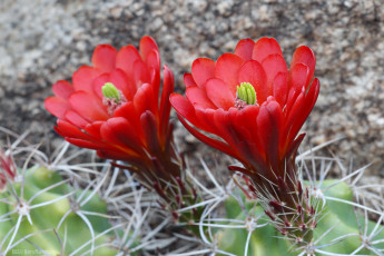 Картинка цветы кактусы цветение колючки кактус