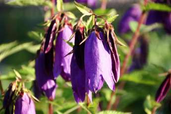 Картинка цветы колокольчики лето флора