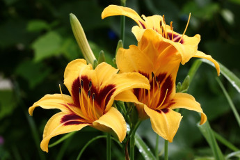 Картинка цветы лилии +лилейники дача июль лилейники лето сад флора
