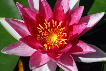 Картинка цветы лилии+водяные +нимфеи +кувшинки красиво красочно лето лилии нимфея пруд