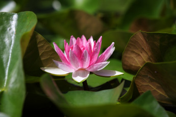 Картинка цветы лилии+водяные +нимфеи +кувшинки пруд лилии нимфея лето красочно красиво