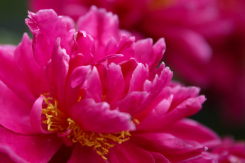 Картинка цветы пионы куст листья лепестки цветение