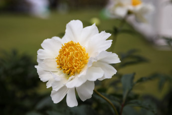 Картинка цветы пионы пион бутон лепестки листья цветение