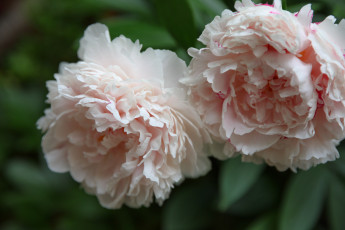 Картинка цветы пионы пион бутон лепестки листья цветение